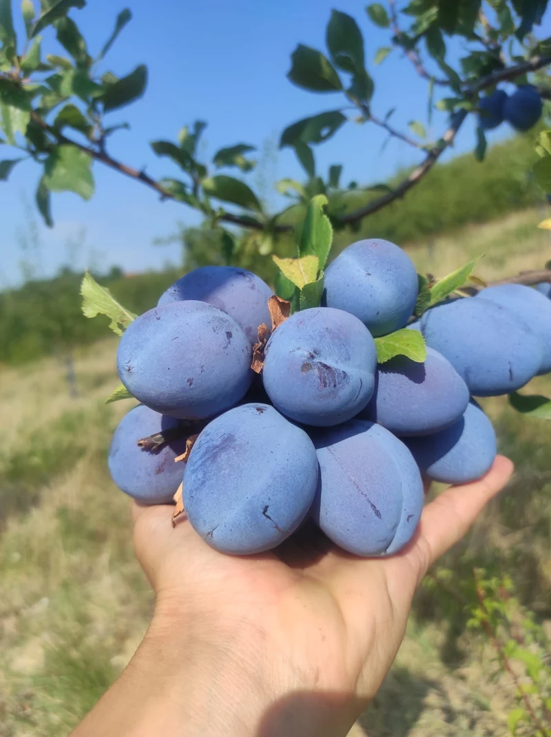Spora dvostruka destilacija